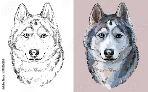Siberian Husky dog vector illustration close up portrait