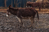 A single dark brown donkey standing in front of a dark brown donkey