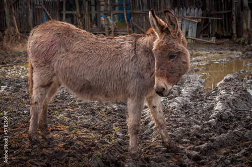 A single light brown donkey standing in a garden 