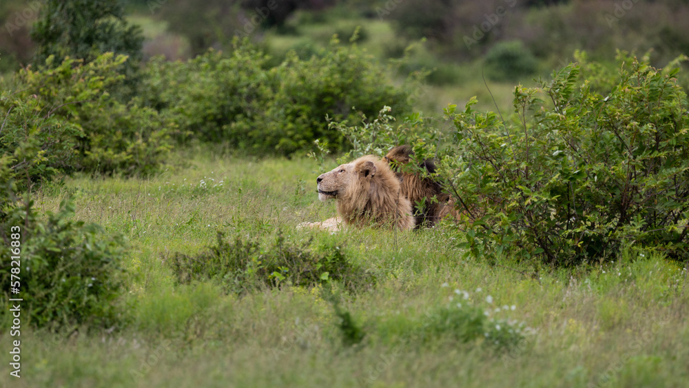 a coalition of lions including a rare white lion