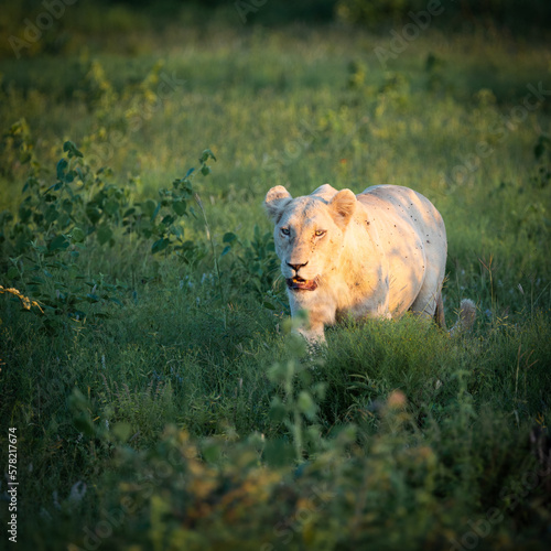 A wild white lioness during the golden hour in green grass photo