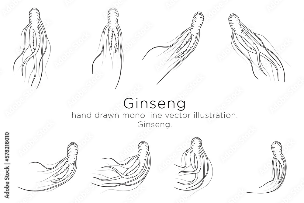 hand drawn monoline vector illustration.
ginseng sketch. hand drawn monoline vector illustration.
ginseng sketch.