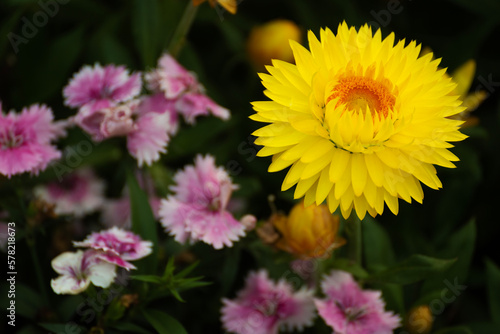 Closeup view of daisy flower in garden