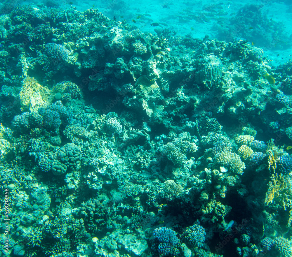 Fototapeta premium Coral reef at the bottom of the Red Sea.