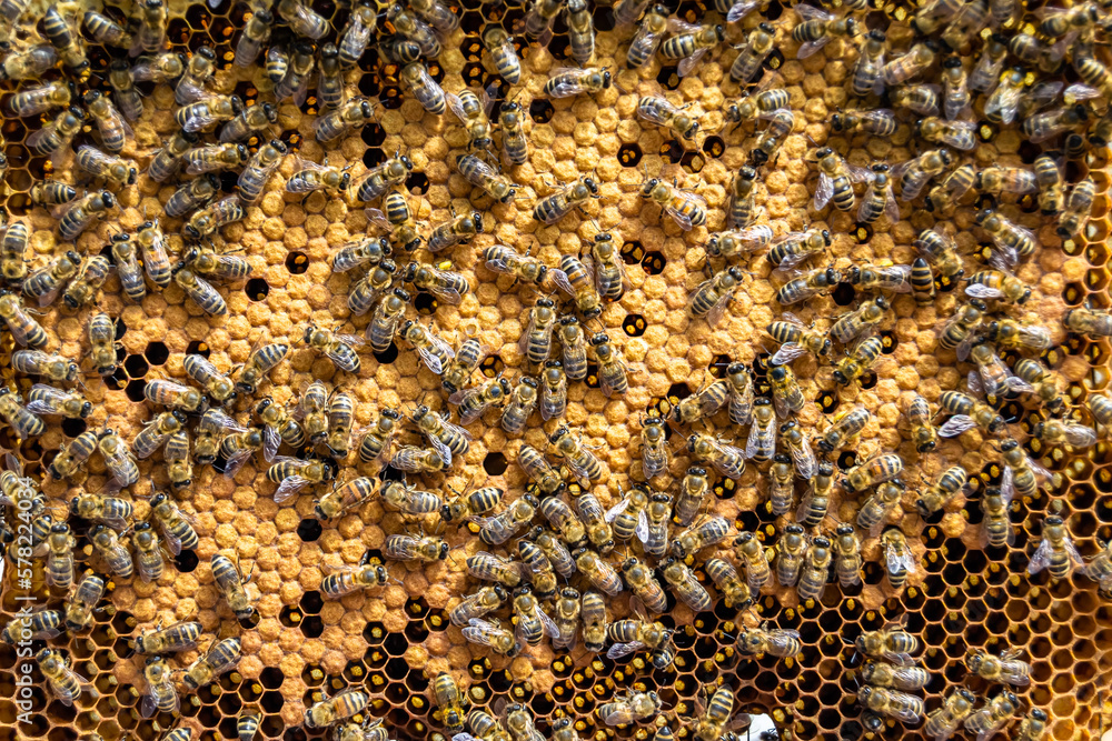 Abstract hexagon structure is honeycomb from bee hive filled Abstract hexagon structure is honeycomb from bee hive filled