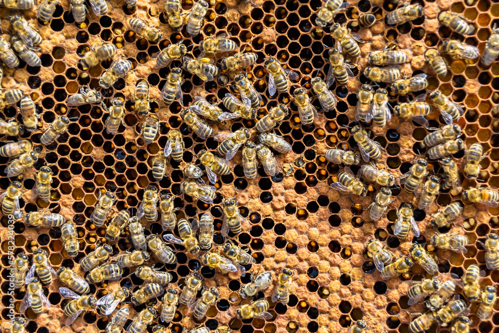 Abstract hexagon structure is honeycomb from bee hive filled Abstract hexagon structure is honeycomb from bee hive filled