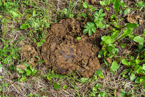 Photography on theme fresh cow dung lies on manure animal farm