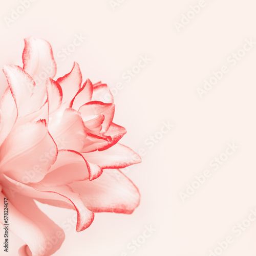Фотография Close up white lily flower with red edging, natural floral background pastel pink color with copy space