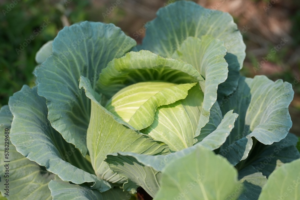 Cauliflower growing on the soil growing up beautiful Cauliflower growing on the soil growing up beautiful