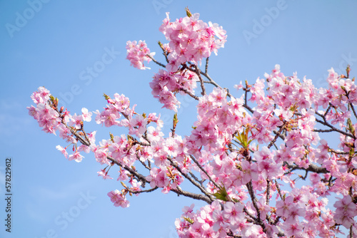 Kawazu-sakura, Cherry blossoms in full bloom on blue sky background with copy space. A scene of springtime in Japan.