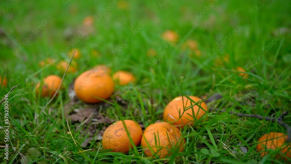 falling ripe orange or fresh citrus on the grass slow mo falling ripe orange or fresh citrus on the grass slow mo