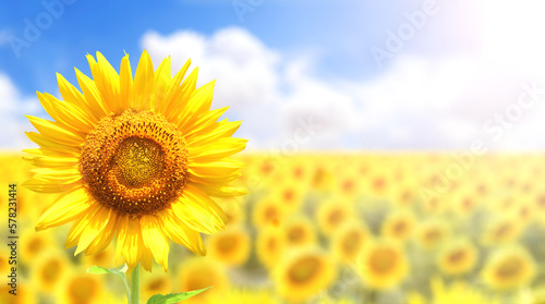 Sunflower on blurred sunny nature background. Horizontal agriculture summer banner with sunflowers field