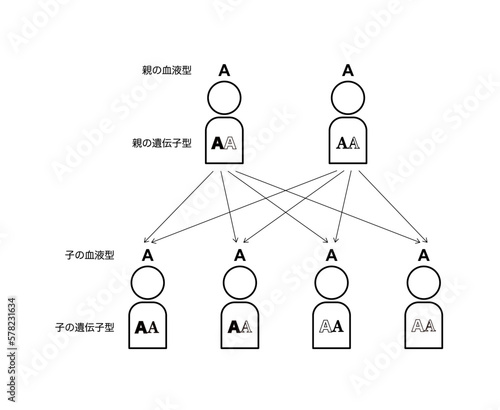 血液型の遺伝（両親がAAの場合）