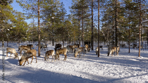 Western Siberia, a herd of reindeer in the corral. © Eugene