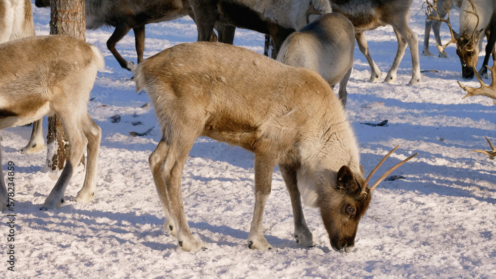 Western Siberia, a herd of reindeer in the corral. Western Siberia, a herd of reindeer in the corral.