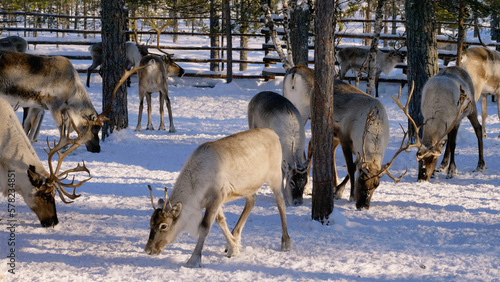 Western Siberia  a herd of reindeer in the corral.