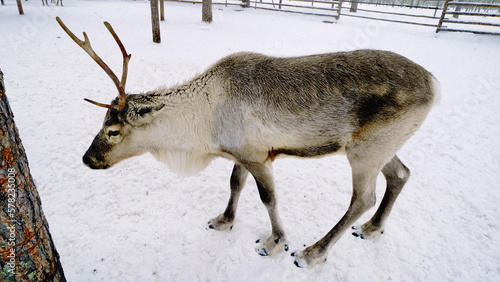 Western Siberia, a herd of reindeer in the corral.