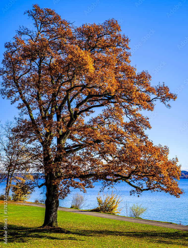 tree at a lake in austria