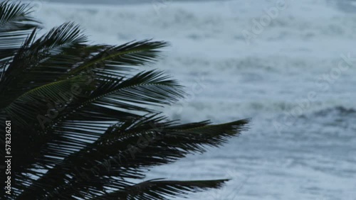 Palm trees bending in category 1 hurricane Florida 
