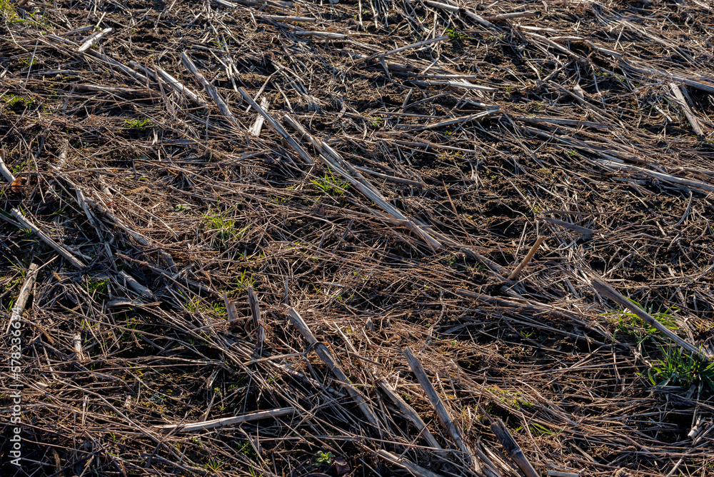 Dry grass in the field, textured, background, close up. Dry grass in the field, textured, background, close up.
