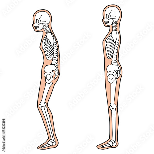 Human skeleton illustration Full body view from the side