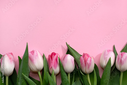 Tulips flower bouquet on pink background, minimalist floral composition, greeting card template, copy space