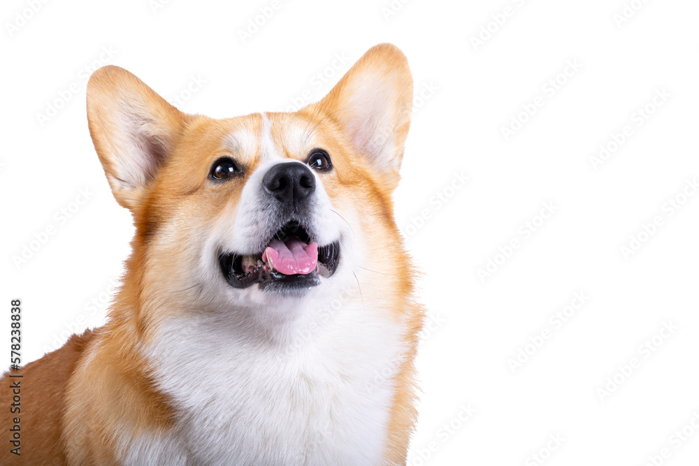welsh corgi pembroke isolated welsh corgi pembroke isolated