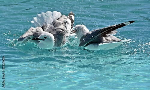 close up of seagulls bathing in a pool