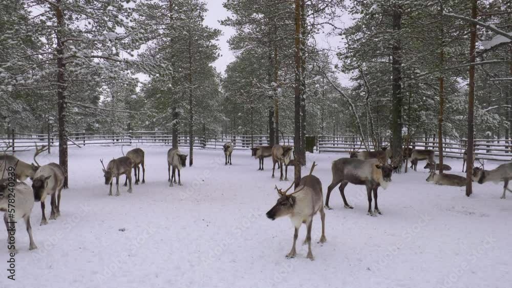 Western Siberia, a herd of reindeer in the corral. Western Siberia, a herd of reindeer in the corral.