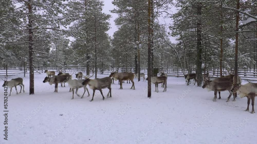 Western Siberia, a herd of reindeer in the corral. Western Siberia, a herd of reindeer in the corral.