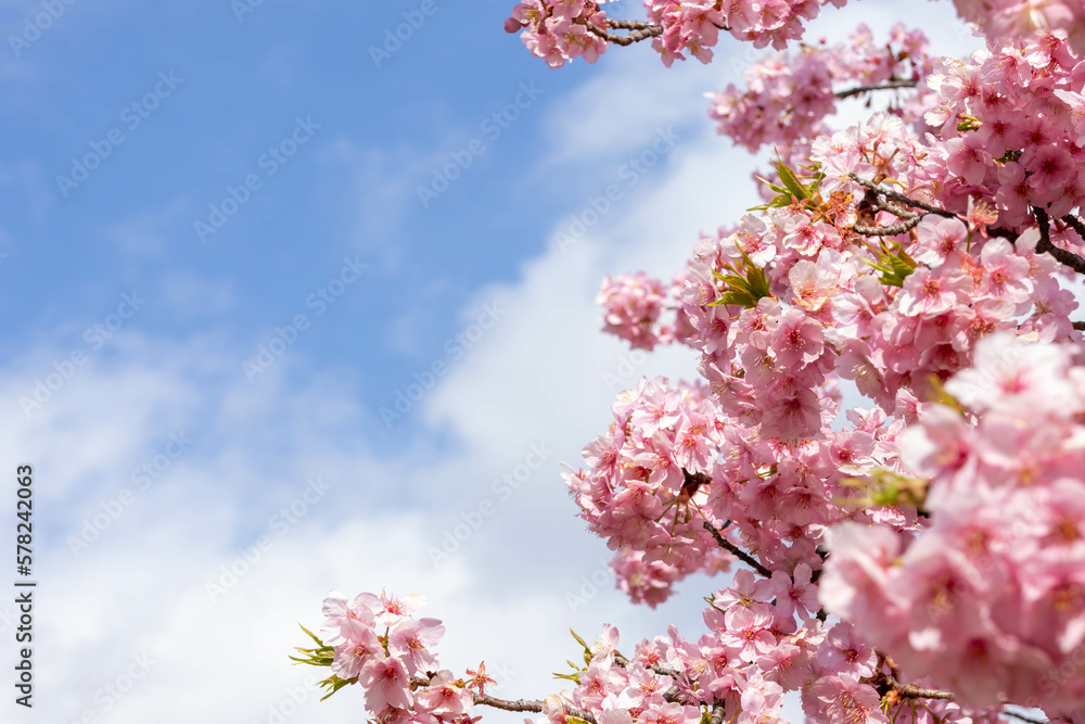 青い空と満開の河津桜