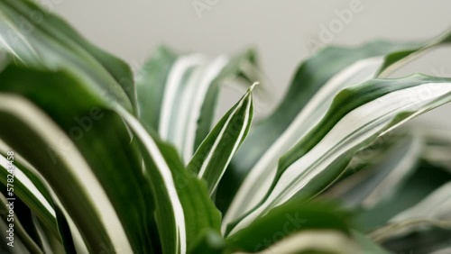 Wallpaper Mural Tropical house plant with variegated striped leaves close up Torontodigital.ca