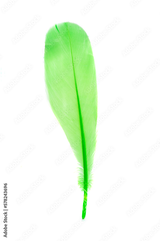 colored bird feather isolated colored bird feather isolated
