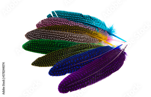 colored bird feather isolated © ksena32