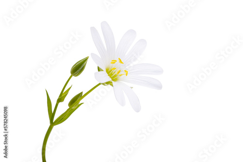 ornithogalum flower isolated