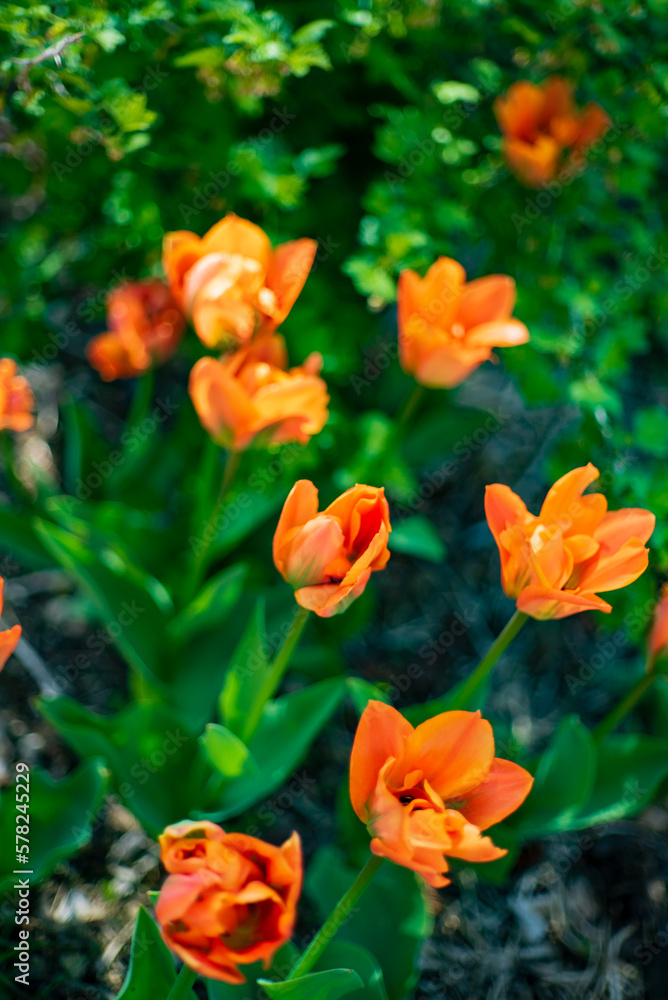 nice tulips in the garden