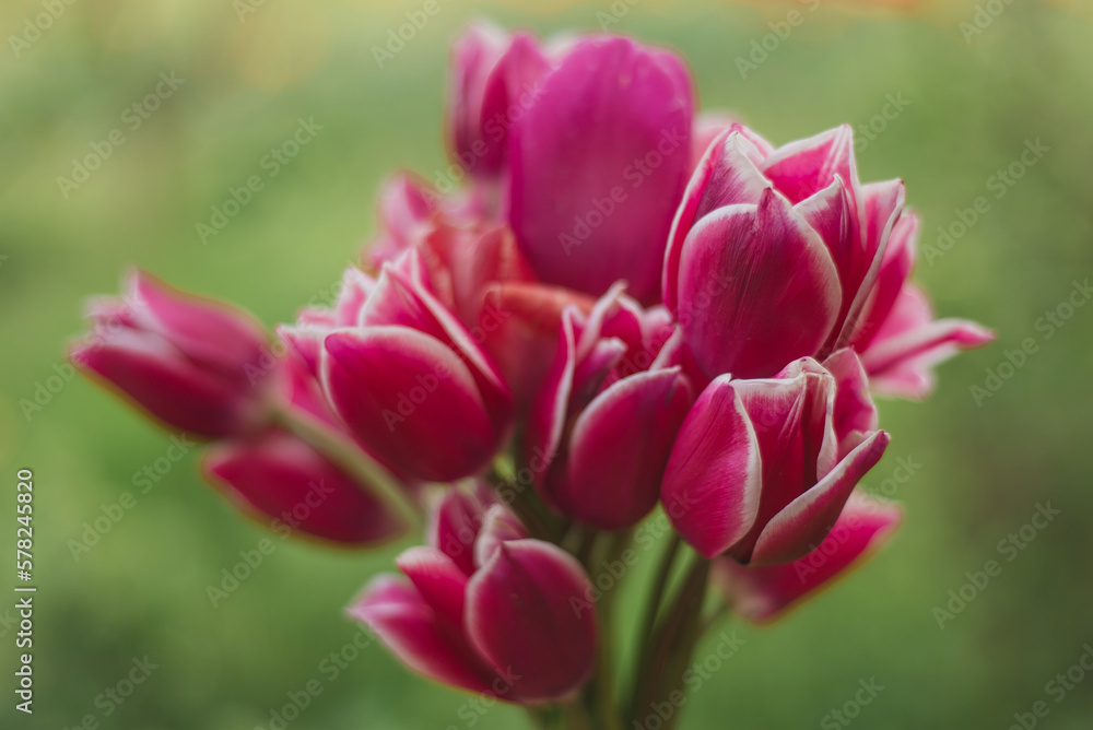Bouquet of pink garden tulips on a background of fresh grass in spring. Close-up blur and open aperture Bouquet of pink garden tulips on a background of fresh grass in spring. Close-up blur and open aperture