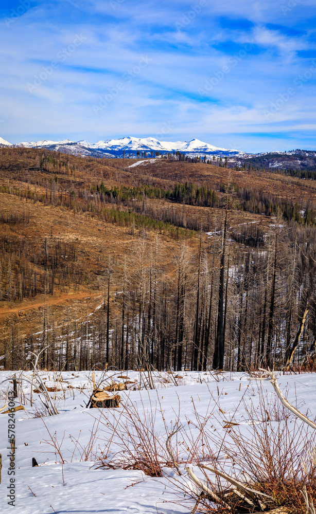 Trees and snow covered earth scorched by Caldor Fire, Sierra Nevada, California