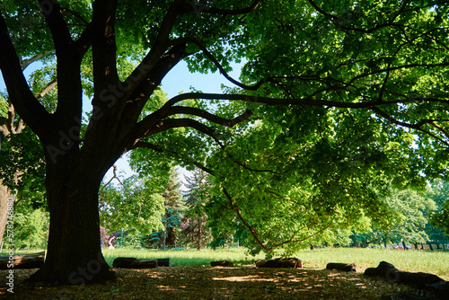 Large tree with green leaves in park. Oak tree on meadow in summer day. Nature background