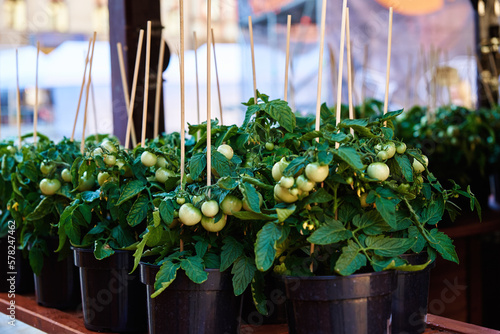 Green tomato in pots for sale at farmer market. Plants for seedlings