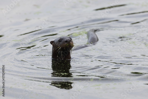 North American River Otter Florida USA