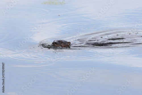 North American River Otter Florida USA