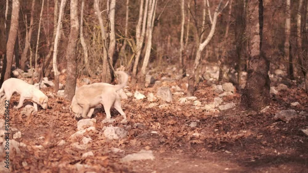 Dog walking in the forest in autumn Dog walking in the forest in autumn
