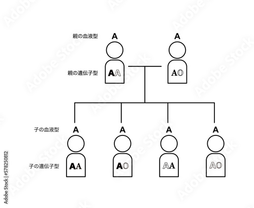 血液型の遺伝（両親がAAとAOの場合）
