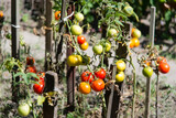 Bunch of tomatoes on a plant during ripening. Farming. outdoors.