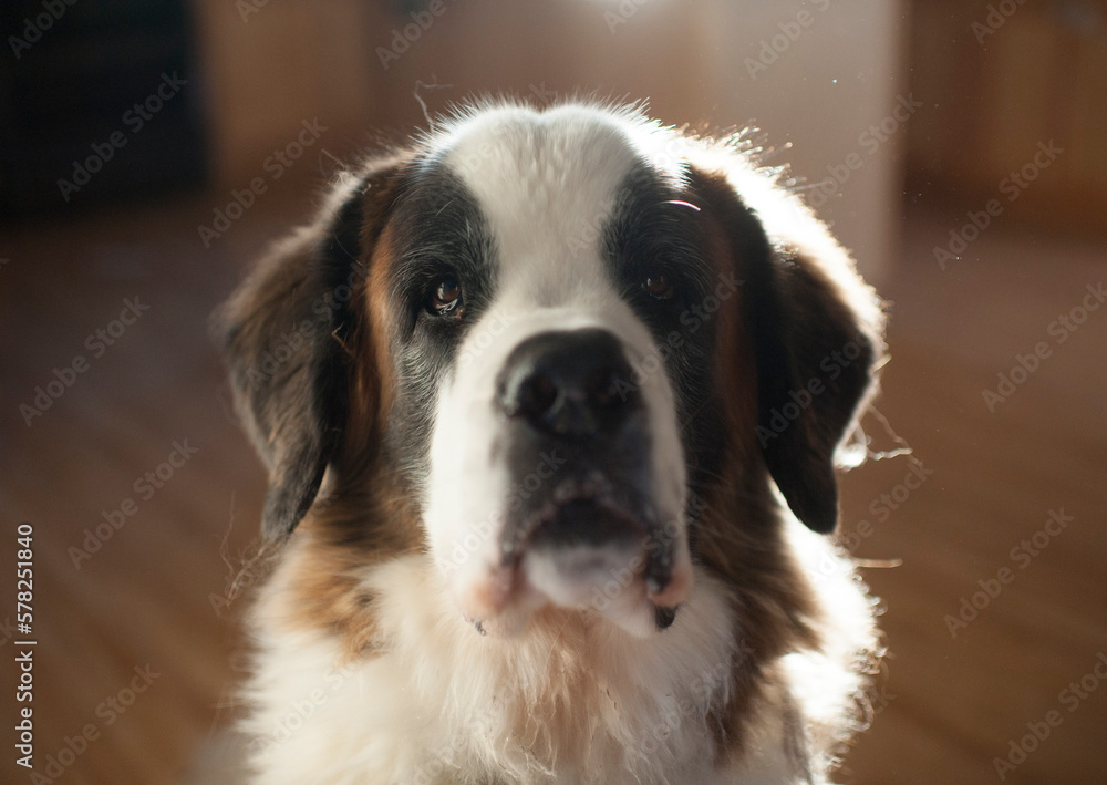 Cute big dog looking with cute expression at home Cute big dog looking with cute expression at home