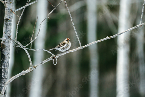 Straight on view of a Common Redpoll (Acanthis flammea) on a branch photo