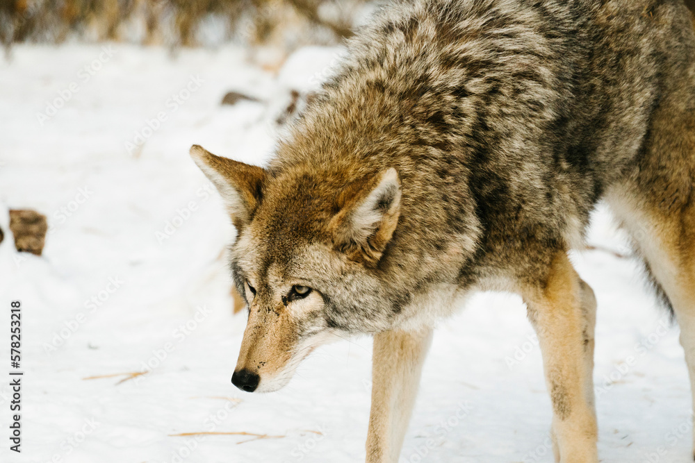 Side view of a coyote standing in the snow Side view of a coyote standing in the snow