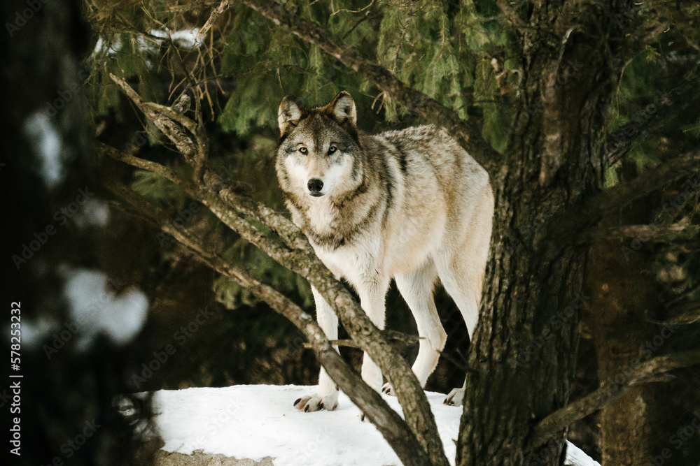 Straight on view of a Gray Wolf looking through the trees Straight on view of a Gray Wolf looking through the trees