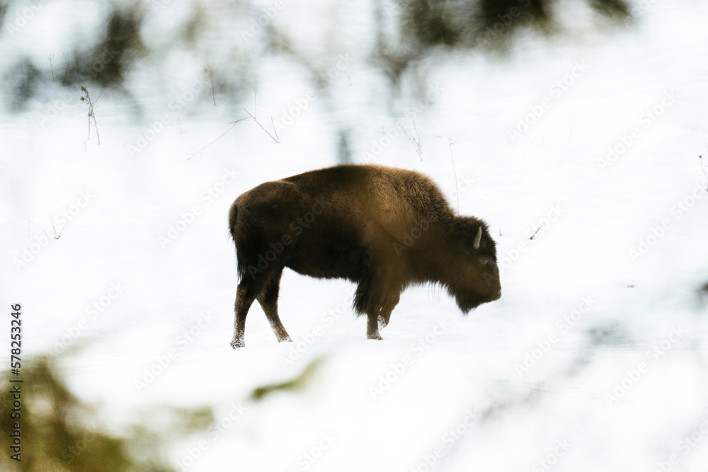 Side view of a young bison standing in the snow Side view of a young bison standing in the snow